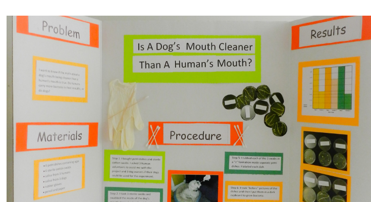 Science Fair: Is a Dog’s Mouth Cleaner Than a Human’s Mouth?